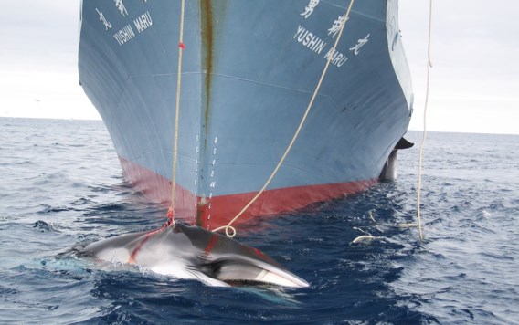 Japan blijft jagen op walvissen in Stille Oceaan