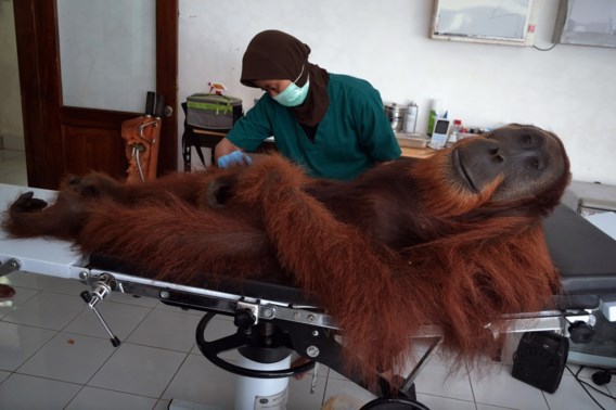 Dierenartsen redden neergeschoten orang-oetan