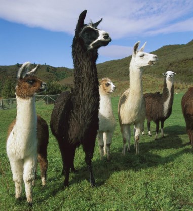 Lama’s hebben een actiever immuunsysteem dan muizen en ze leveren in regel krachtige antilichamen op.