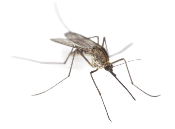 Zachte lenteweer ideaal voor muggen