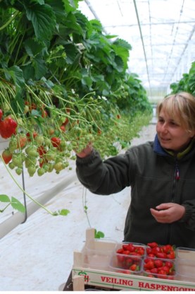 Aardbeien zijn een probleemkind.