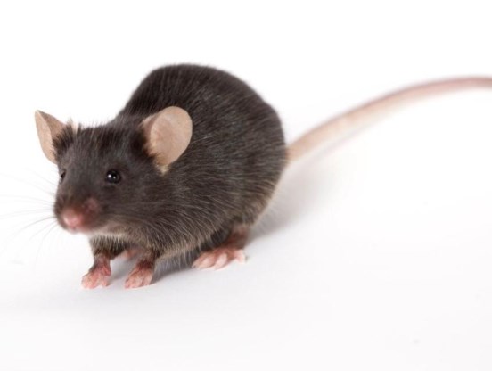 Een laboratoriummuis van het type C57BL/6, zoals deze, kreeg ‘zwaar’ eten, waardoor ze zware koolstof in haar lichaam inbouwde.