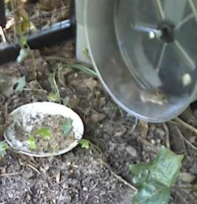 Een wilde muis in het looprad.