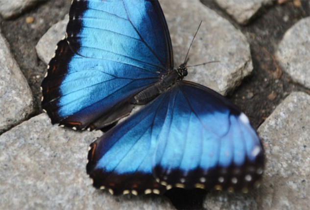 Onwijs Blauwe vlinders ontsnapt uit Antwerpse Zoo (Antwerpen 2018) - De MW-75