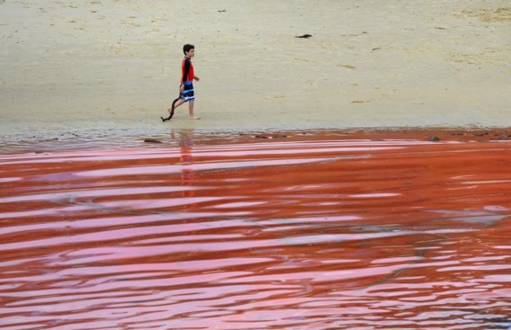 Zeewater dat verandert in een rode soep? Het gevolg van exuberante algengroei, zoals hier in Sydney, Australië..