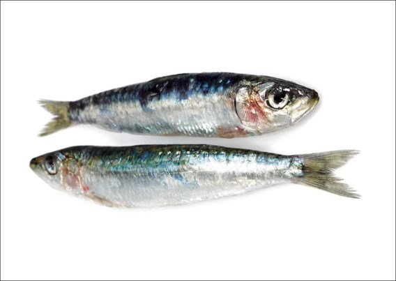 sardines