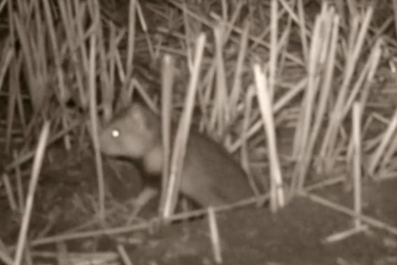 Hamsters zijn typische nachtdieren.
