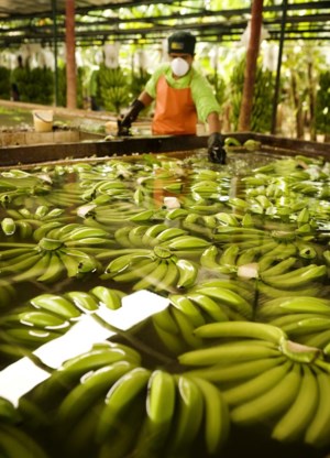 De Britse keten Sainsbury verkoopt alleen nog Fairtrade-bananen en past het prijsverschil zelf bij.