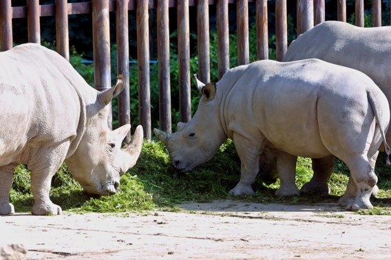 Wereldwijd amper zes noordelijke witte neushoorns over