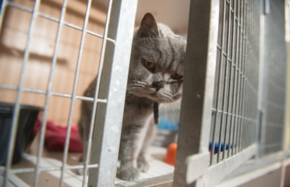 ‘De huidige poezenopvang van maximaal vijftig katten brengen we terug naar dertig à veertig plaatsen’, klinkt het.