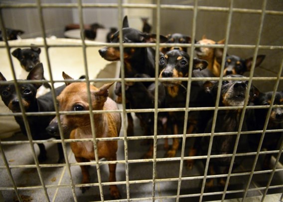 Zes maanden cel voor hondenfokker uit Riemst