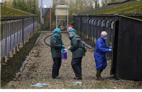 In het Engelse Yorkshire worden vandaag 6.000 eenden afgemaakt op een kwekerij waar vogelgriep werd vastgesteld.