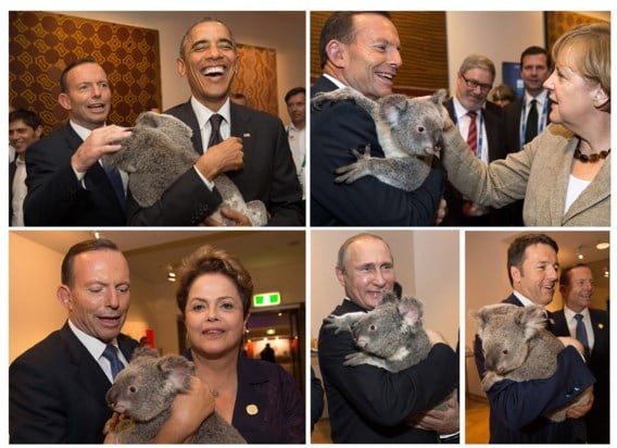 In de rand van de G20-top in Brisbane poseerden verschillende politici met een koalabeer, terwijl de Australische premier, Tony Abbott, toekeek. Bovenaan: Barack Obama (l.) en Angela Merkel (r.), onderaan: Dilma Rousseff (l.), Vladimir Poetin (m.) en Mat