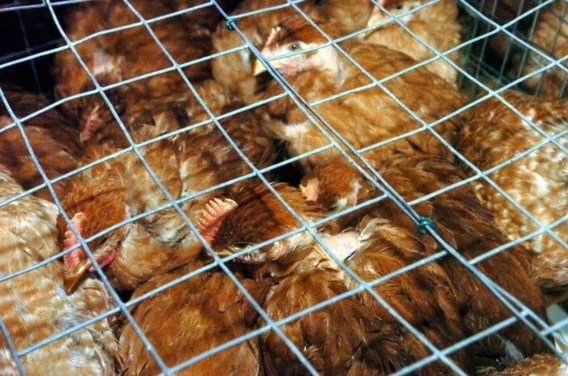 Vogelgriep in Groot-Brittannië is niet de gevaarlijk H5N1-variant