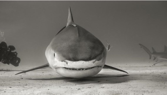 Zwartpunthaai. Aliwal Shoal, Zuid-Afrika.