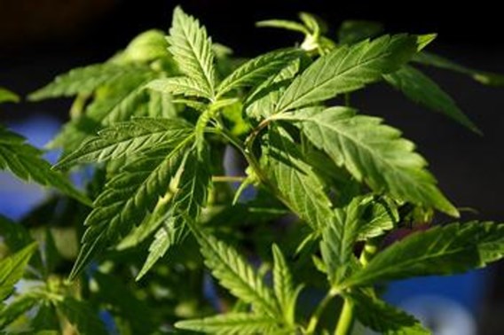 Cannabisplantage brengt 384.000 euro per oogst op