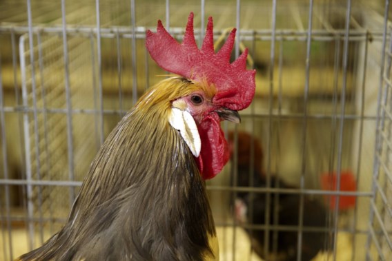 Opnieuw vogelgriep vastgesteld bij Nederlands landbouwbedrijf