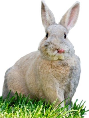 Pauselijke vergelijking valt slecht bij konijnenkwekers 