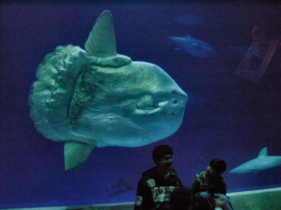 Een maanvis in het aquarium van Monterey. De bezoekers geven een idee van zijn formaat.