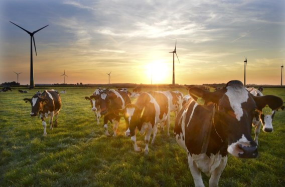 Het methaangas dat koeien uitstoten is kwalijk, maar door vlees te weren alleen zal je de opwarming van de aarde niet stoppen. 