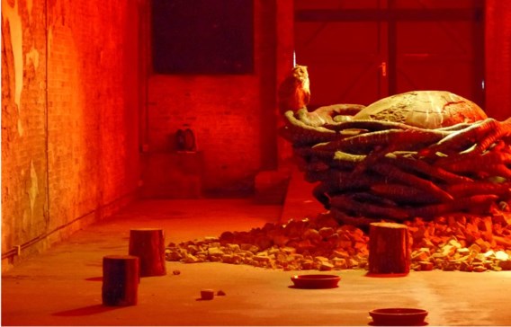 Het gebruik van elf levende oehoes in rood neonlicht is ‘ongepast en irrelevant’, zegt Vogelbescherming Vlaanderen, dat niet is opgezet met een kunstwerk van Koen Vanmechelen op Combat@CWRM in Nieuwpoort, een herdenkingsproject rond de Eerste Wereldoorlog. ‘Ook al zijn de uilen volgens de kunstenaar in gevangenschap geboren en reglementair geringd en beschikt hij over de nodige vergunningen.’ De natuurvereniging voert al een tijdje campagne tegen het houden van roofvogels en uilen in gevangenschap en tegen het organiseren van roofvogeldemonstraties.Vanmechelen reageert verwonderd en zegt dat hij net zo goed dierenrechten en natuurbescherming genegen is en dat ook laat zien in zijn werk.