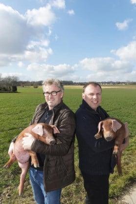 Filip Van Laere en Bart Mouton, kwekers van het Durocvarken.