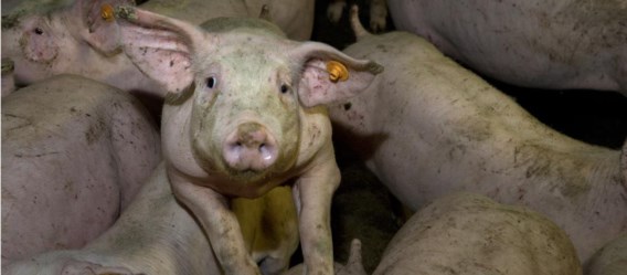 De Vlaamse varkenshouderij zit in een crisis.