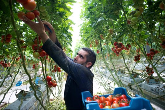 Zeker boeren die maar in één product specialiseren, zijn kwetsbaar.