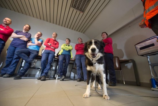 Cursus Hondentaal De Standaard Mobile