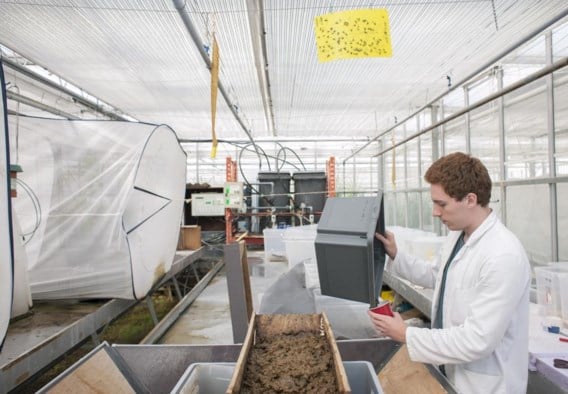 Onderzoekers van Thomas More en de KU leuven doen testen met insecten als diervoeding.