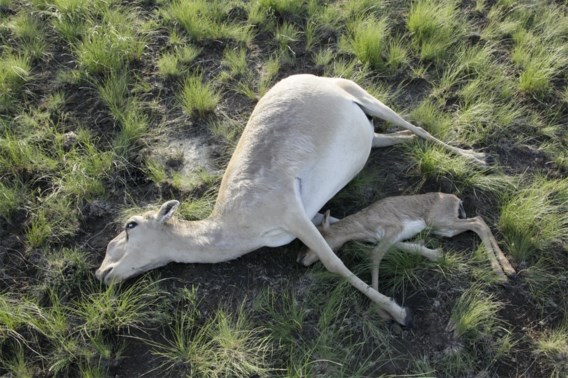 Ecologisch mysterie: 120.000 antilopes dood teruggevonden in Kazachstan