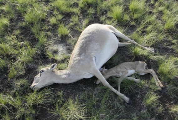 In de steppen van Kazachstan zijn de afgelopen weken al meer dan 120.000 dode saiga-antilopen teruggevonden. Het is voorlopig een mysterie welke ziekte de beesten, die tot een bedreigd ras behoren, zo massaal velt. Er wordt gedacht aan een bacterie. Er circuleren ook andere speculaties. Zo krijgen de Russische raketten die in het land afgeschoten worden, de schuld. Al een derde van de Kazachse antilopenpopulatie is gestorven. Een oplossing is er nog niet.