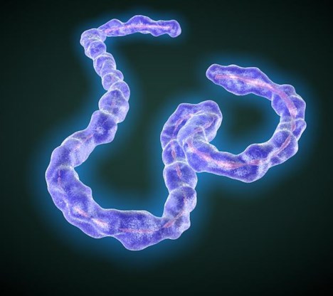 Het ebolavirus.