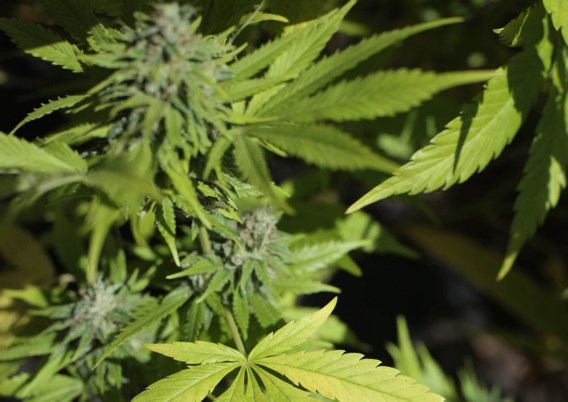 Medicinale cannabis deze zomer al wettelijk verkrijgbaar
