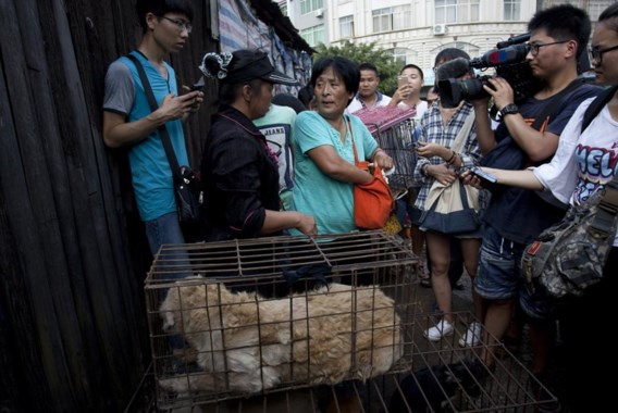 <p>Dierenliefhebber Yang Xiaoyun redde honderd honden door ze te kopen op de markt. Zij had er ongeveer 1.000 euro voor over.<span class="credit">afp</span></p>