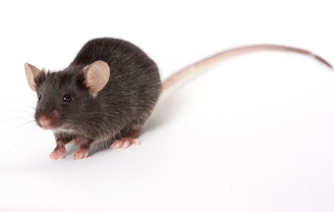 П мышу. Мышь животное. Черная мышь. Темно серая мышь. Черная мышь животное.