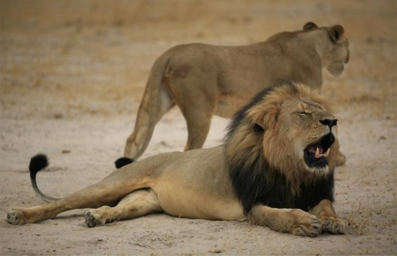 Cecil was een symbool van het nationaal park en werd eerder al gevolgd door onderzoekers van Oxford.