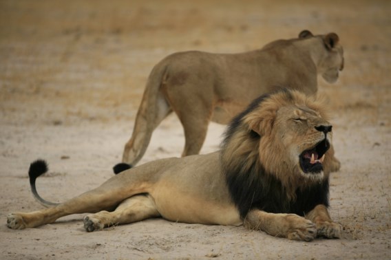 Zimbabwe wil uitlevering moordenaar Cecil de leeuw