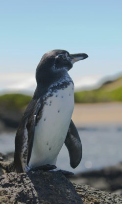 ‘Spheniscus mendiculus’, een halve meter groot, leeft enkel op de Galapagoseilanden