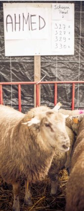 ‘Door zijn verbod maakt minister Weyts ons Offerfeest onmogelijk.’