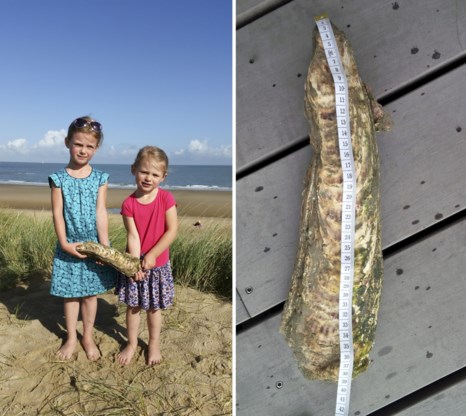 Grootste oester ter wereld gevonden in het Zwin