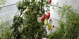 Tomaten voor Tomorrowland