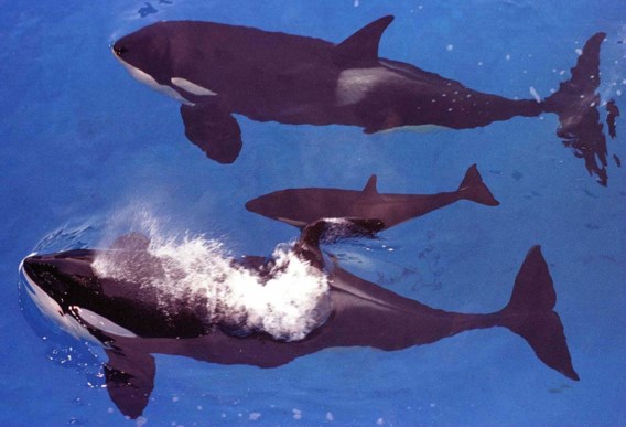 WWF Canada waarschuwt: ‘Orka’s zwemmen nu al tot bij ons’