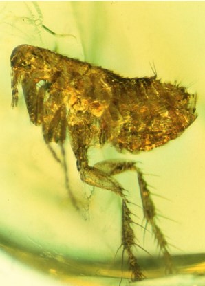 Een twintig miljoen jaar oude vlo in amber, met een druppel bacteriën aan haar snuit.