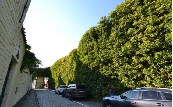 In de muur broeden verscheidene vogelsoorten.