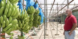 Bananenziekte treft Belgische fruitreus