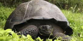 Nieuwe soort reuzenschildpadden op de Galápagos