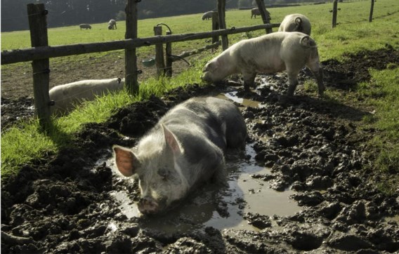 Niet gestresseerde varkens zijn ook lekkere varkens.