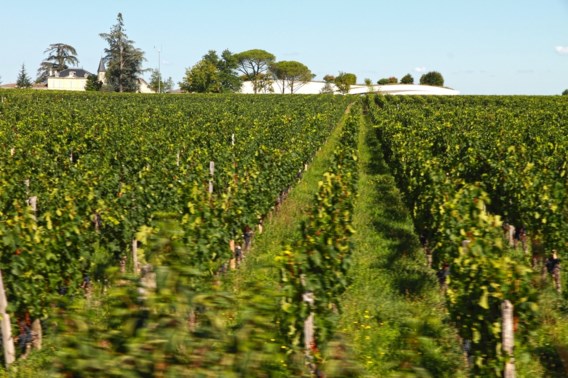 In Bordeaux profiteren de wijnboeren nog van hitte