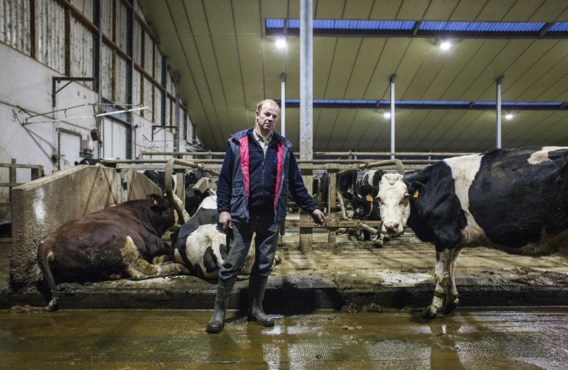 Paul Van der Schoot in zijn melkveebedrijf: ‘Een keer per uur wordt de vloer schoon geschraapt en de verse mest verzameld voor de monovergister.’